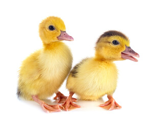 ducklings in studio