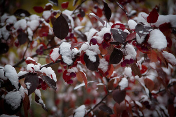  flowers in the garden in the snow