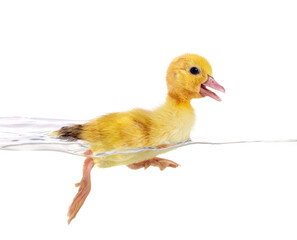 duckling in studio