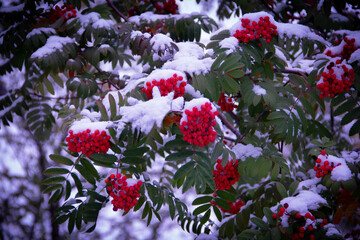  flowers in the garden in the snow