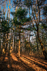 Sunset in the autumn forest