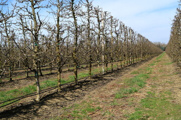 Fototapeta na wymiar Apple garden in the spring. Shpalernaya garden.