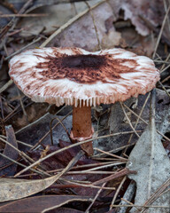 Lepiota haemorrhagica fungus - approx 40mm dia - NSW, Australia