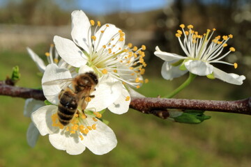 Flowering of the apple tree. Insects pollinate flowers.