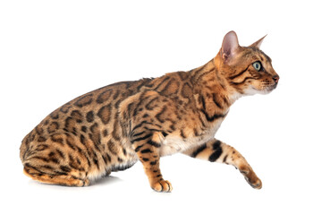 bengal cat in studio