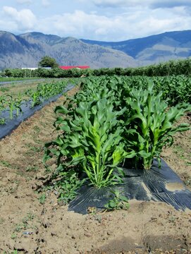 Young corn or Dracaena fragrans plants with black LDPE plastic mulch film, Keremeos, Okanagan Valley, British Columbia, Canada