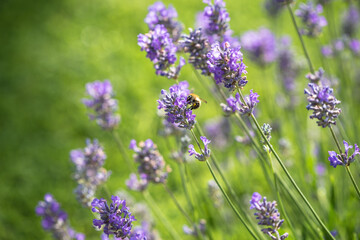 Honey bee on Lavander