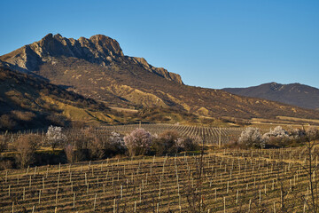 Image of a vineyard in early spring.