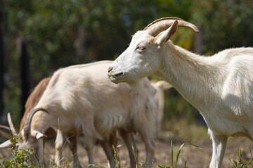 Goats in nature.
The goat is eating grass.