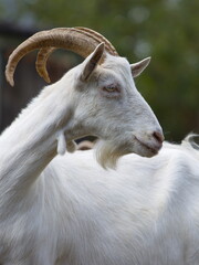 Goat in nature.
Goat head close-up in profile.