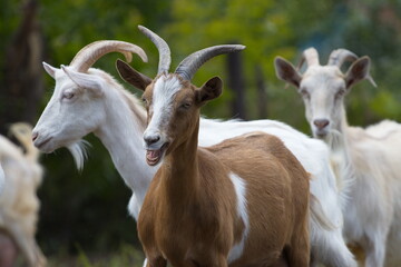 Goats in nature.
Three goats are standing next to each other. In the center is a brown goat with an open mouth.