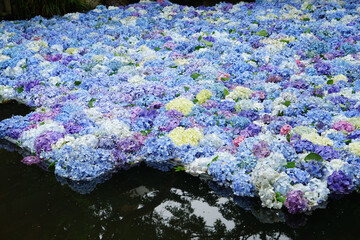 雨引観音　あじさい祭り