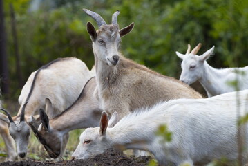 Goats in nature. Young kids graze.