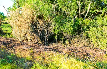 green grass in the field