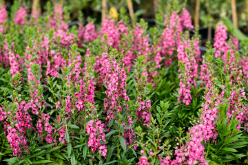 Beautiful blooming angelonia flowers