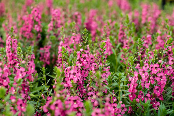 Beautiful blooming angelonia flowers