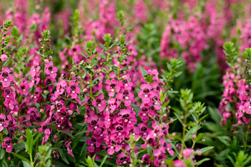 Beautiful blooming angelonia flowers