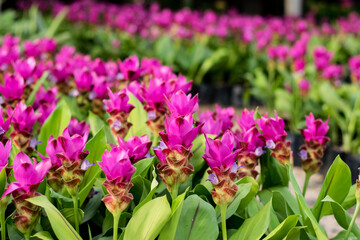 siam tulip flower or Patumma in garden