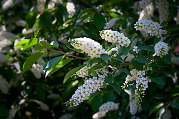 White lilac flowers. Blooming tree.