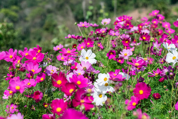 Fototapeta premium Beautiful cosmos flowers