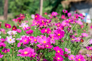 Obraz premium Beautiful cosmos flowers