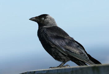 A pretty Jackdaw, Corvus monedula, perching on a fence.