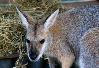kangaroo in the koala sanctuary in Brisbane Australia