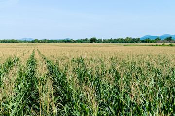 corn field in agricultural garden