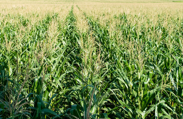 corn field in agricultural garden