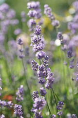Purple lavender in the summer garden