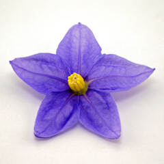 Close Up Of A Blue Starlight Flower