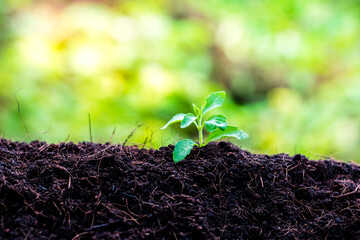 Small stevia tree
