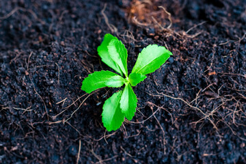 Small stevia tree