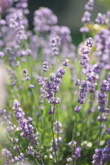Naklejka premium Purple lavender in the summer garden