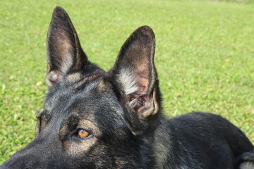 reinrassiger Deutscher Schäferhund Nase Ohren Zähne Augen
