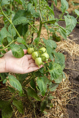 Naklejka na ściany i meble Unripe green tomatoes growing on bush in the garden.