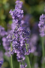 Purple lavender in the summer garden