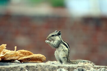 a squirrel eating their food