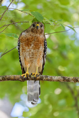 A beautiful Red-shouldered Hawk perches on a tree limb in dense woods, staring intently into the camera lens.