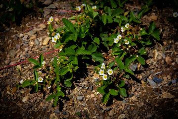 green plant growing in the ground