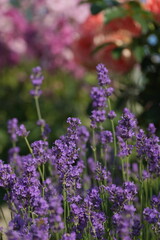 Purple lavender in the summer garden