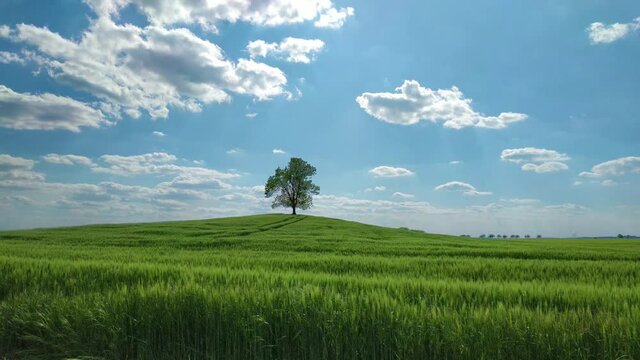 Lonely tree on a hill in a grain field (Extra Wide Shot)