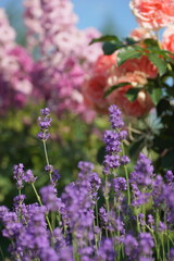 Purple lavender in the summer garden