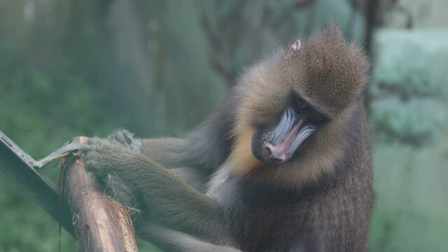 Close up Sitting Mandrill Monkey on the Tree