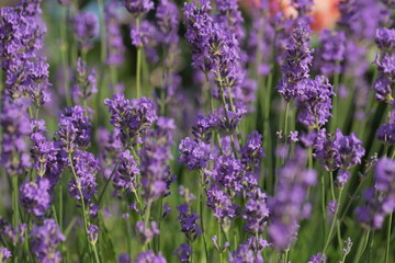Purple lavender in the summer garden