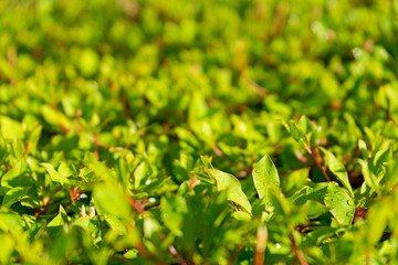 雨上がりの葉っぱ
