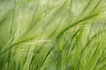 Blurred Green grass background. Soft and abstract nature.