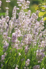 Obraz na płótnie Canvas White lavender in the garden