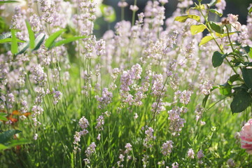 White lavender in the garden