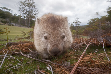 Wombat close up, Maria Island National Park, Tasmania, Australia